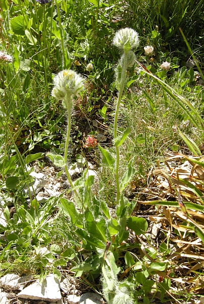 Da identificare 3 - Hieracium sp.